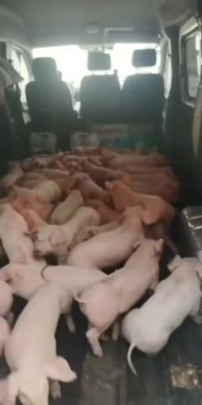 需要养小猪仔的，当今养猪能发家致富。