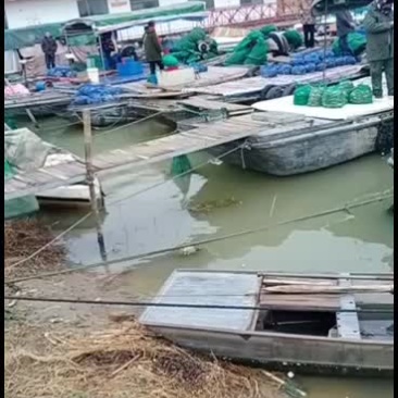二两五公，洪泽湖大闸蟹大量上市中
