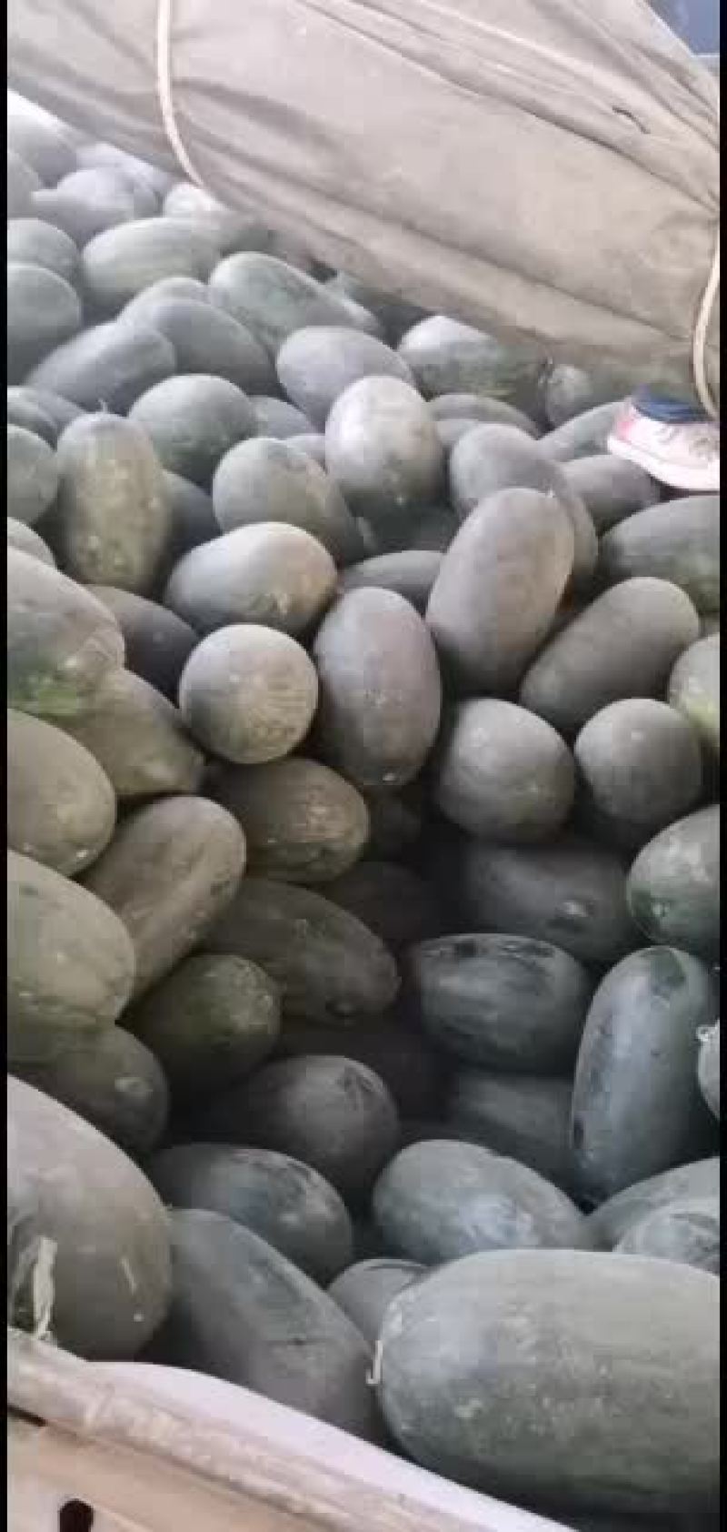 缅甸甜王价格下滑了欢迎大家选购