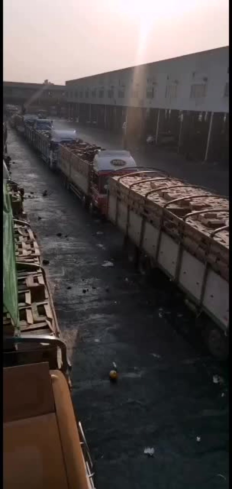 缅甸甜王价格下滑了欢迎大家选购
