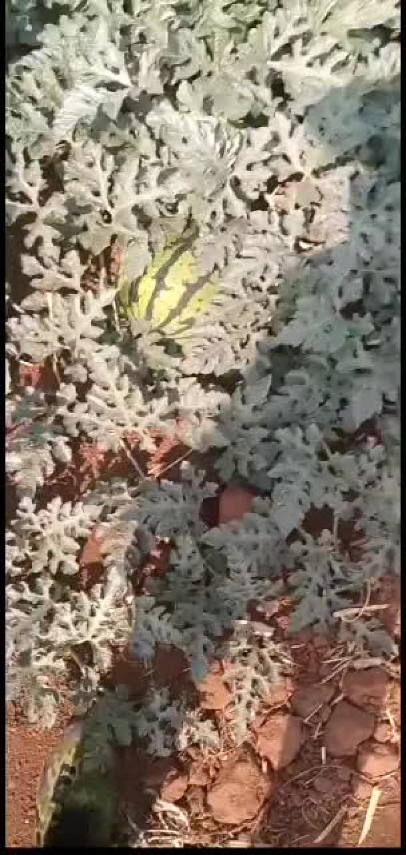 缅甸甜王价格下滑了欢迎大家选购
