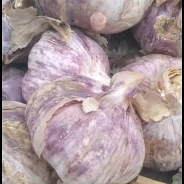 山东聊城万亩杂交干蒜头六月份大量有货