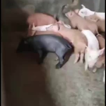 三杂猪苗，长白，士白，等各种猪苗出售，可送货上门