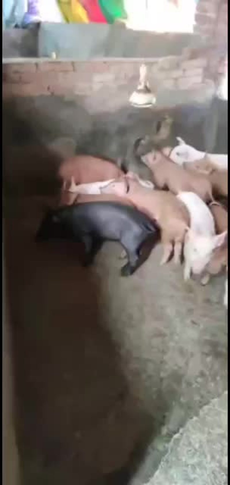 三杂猪苗，长白，士白，等各种猪苗出售，可送货上门