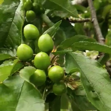 山东沂源大棚樱桃现摘现发