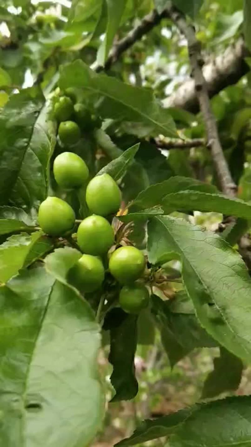 山东沂源大棚樱桃现摘现发