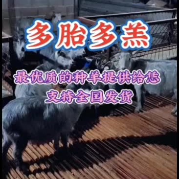 嘉祥县洪昆青山羊繁殖基地