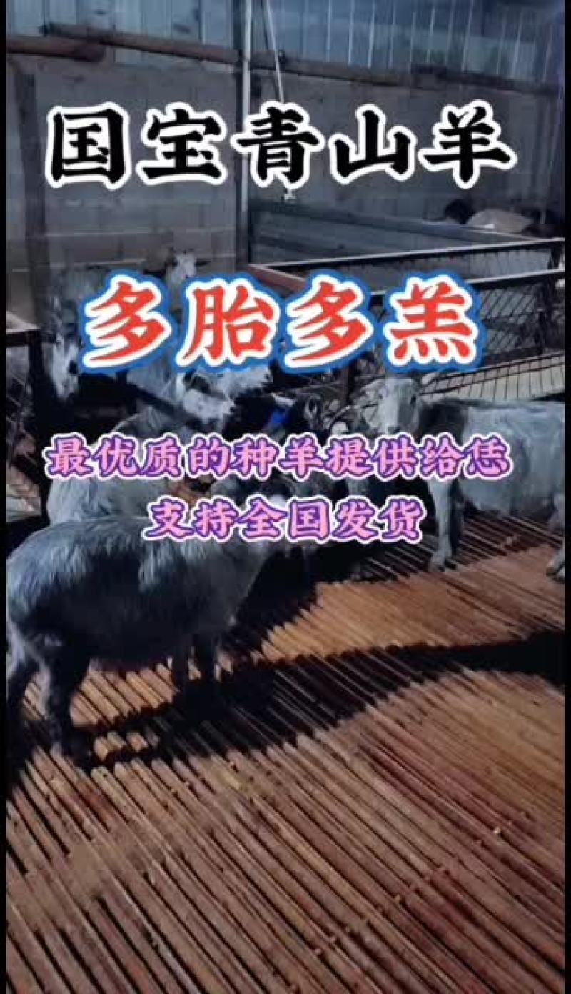嘉祥县洪昆青山羊繁殖基地