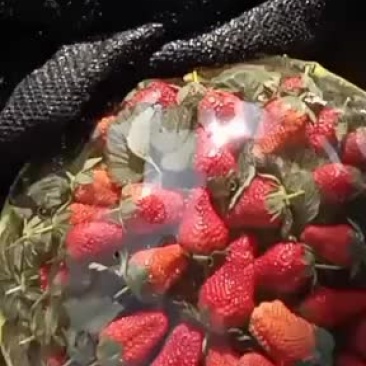永仁草莓个大味美，欢迎选购