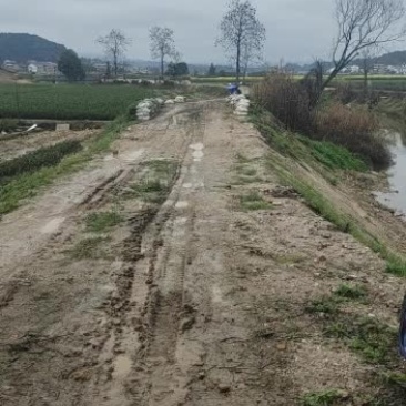 燕子良种嫁接油茶苗批发