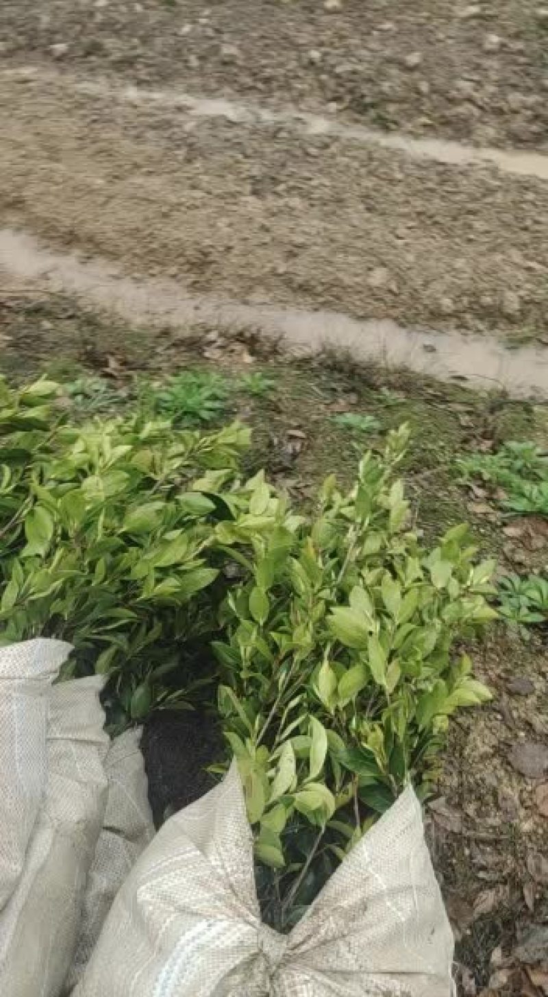 燕子良种嫁接油茶苗批发