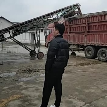 16年优质小麦正在出货