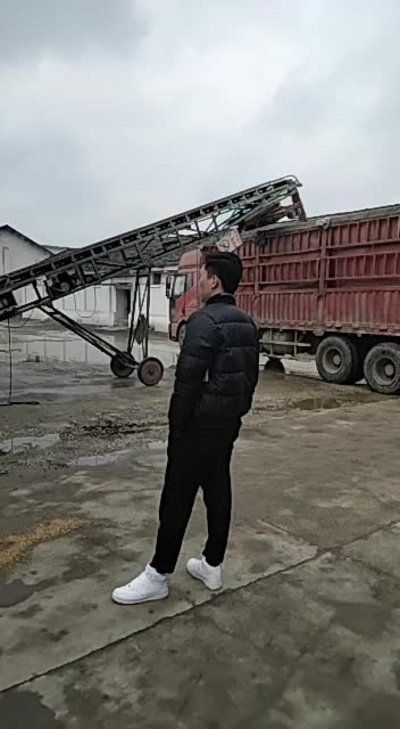 16年优质小麦正在出货
