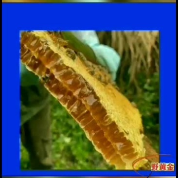 野蜂蜜，来自大山里的美食