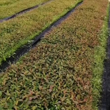 场地直供，批发桉树苗3229品种，营养杯泥杯
