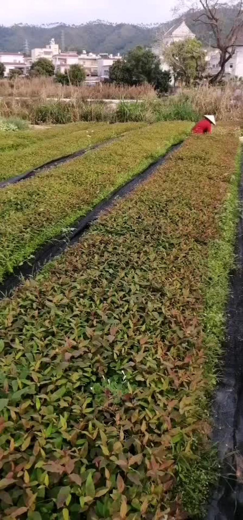 场地直供，批发桉树苗3229品种，营养杯泥杯