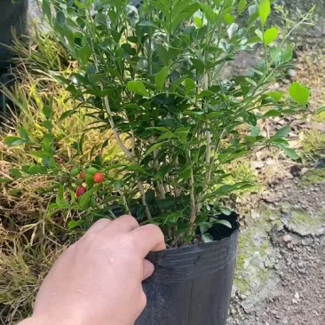 大量批发批发九里香货源充足