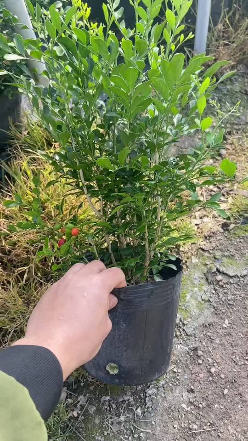 大量批发批发九里香货源充足