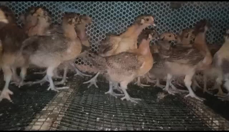 大量批发1斤左右的青脚麻红瑶淮南草脱温鸡苗，成本价哦