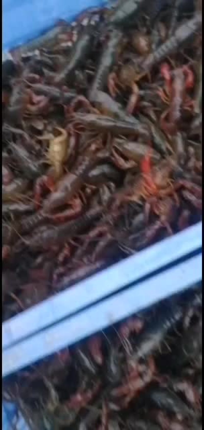 小龙虾，种虾，优质纯青小龙虾底板干净肉质饱满