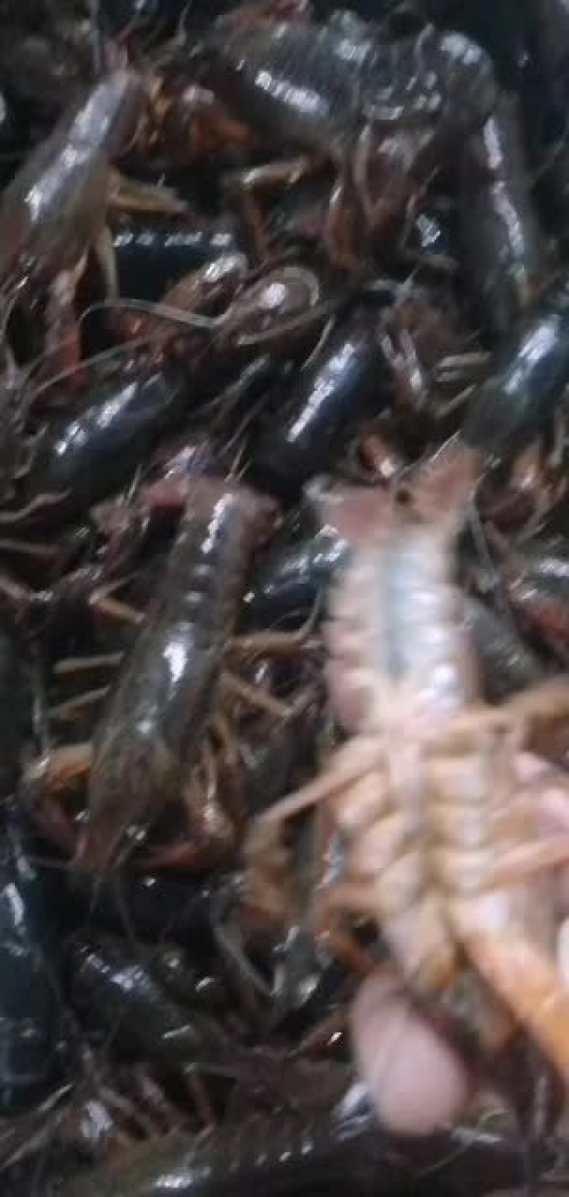小龙虾，种虾，优质纯青小龙虾底板干净肉质饱满