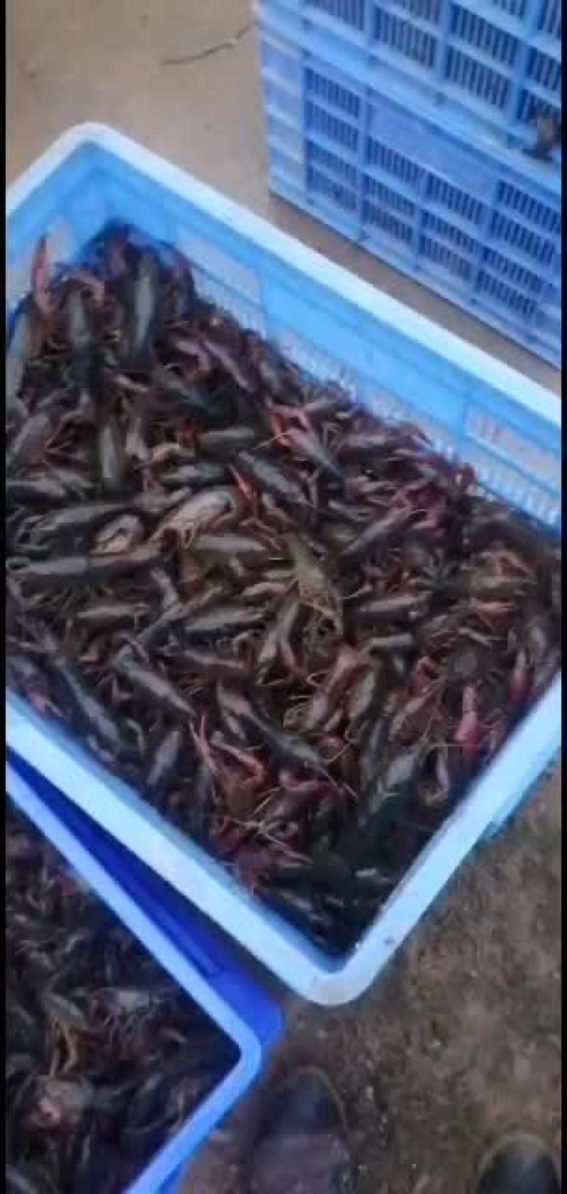 小龙虾，种虾，优质纯青小龙虾底板干净肉质饱满