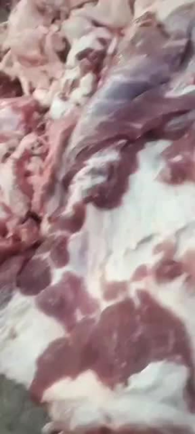 母猪带皮五花肉，，去皮五花肉
