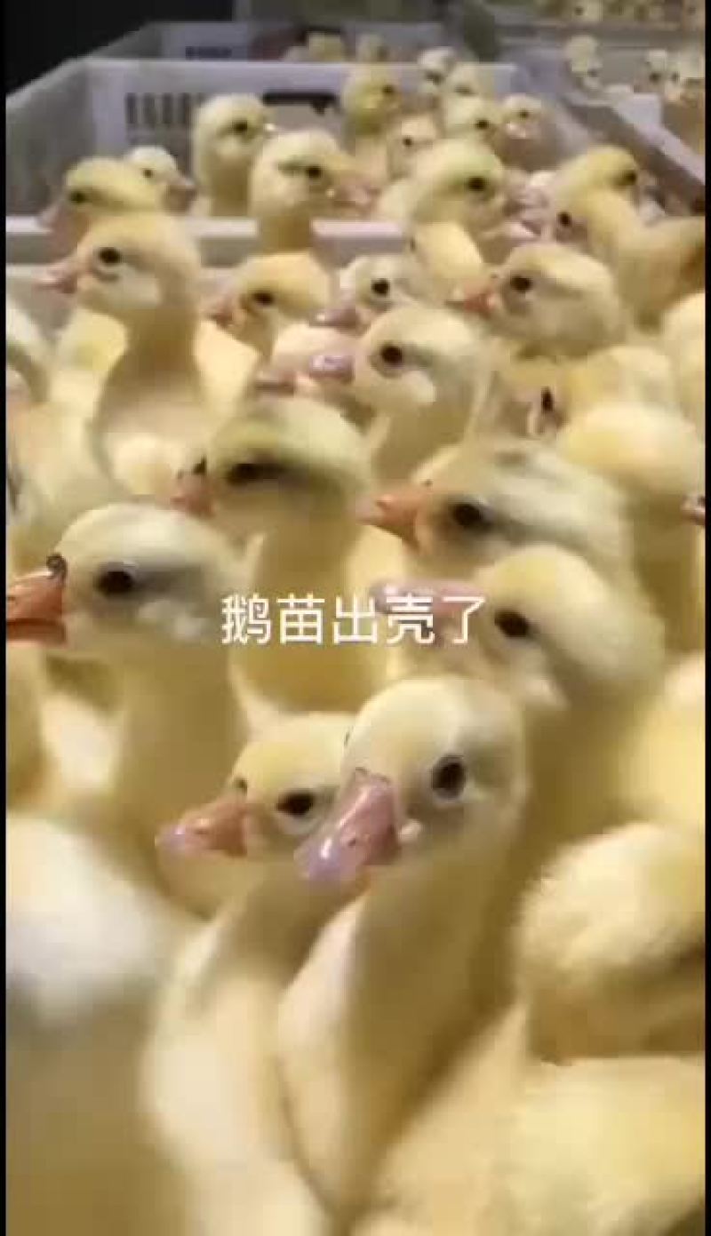 鹅苗各种鹅苗批发包成活包回收包技术
