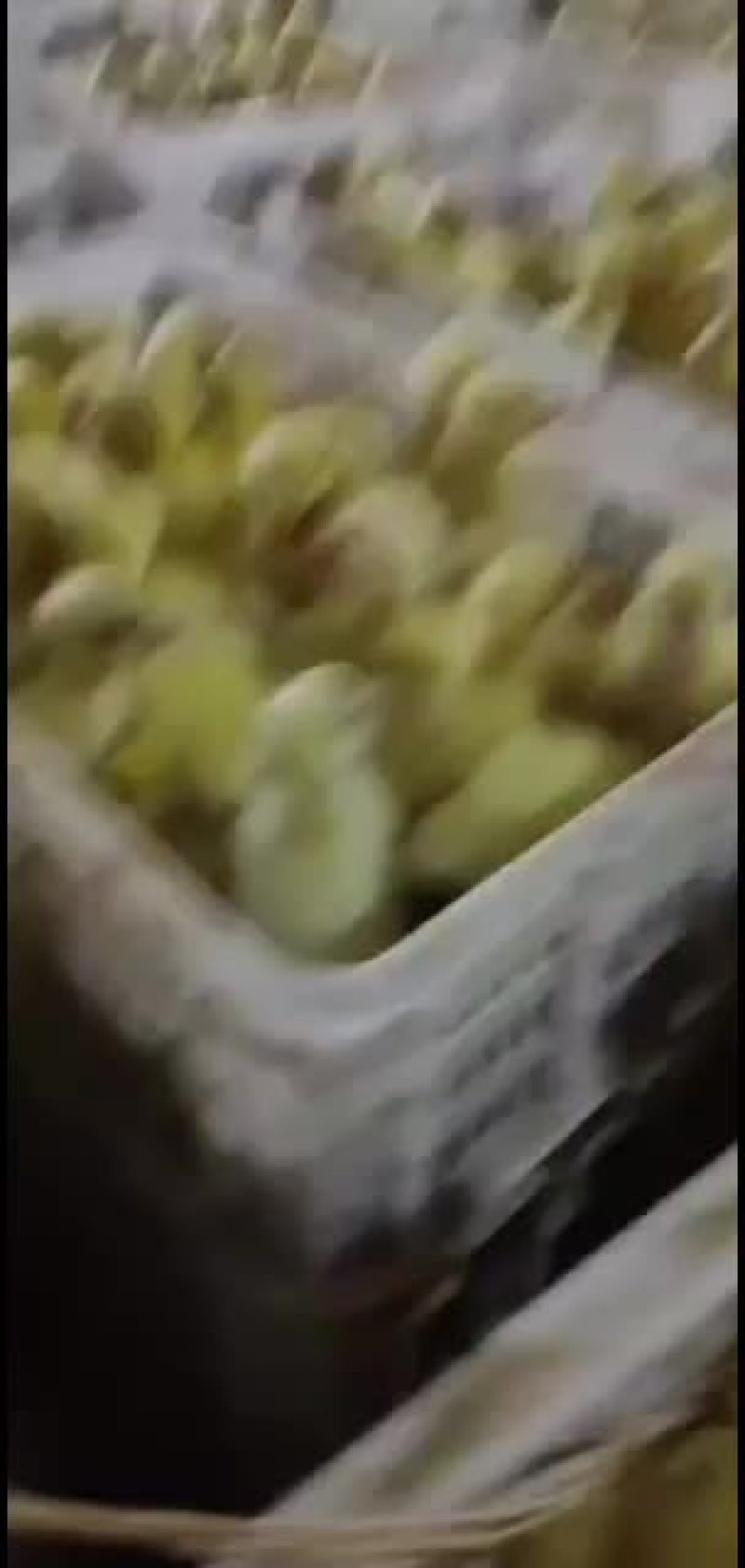 鹅苗各种鹅苗批发包成活包回收包技术