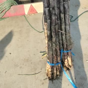 黑皮甘蔗，高，粗，直，新鲜质量好，