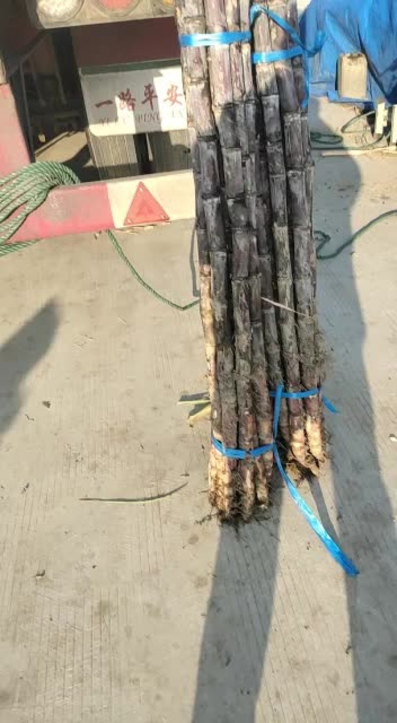 黑皮甘蔗，高，粗，直，新鲜质量好，