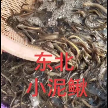 泥鳅，东北小泥鳅，金鳅，钓鱼小泥鳅，土泥鳅