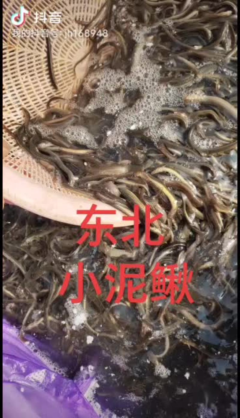 泥鳅，东北小泥鳅，金鳅，钓鱼小泥鳅，土泥鳅