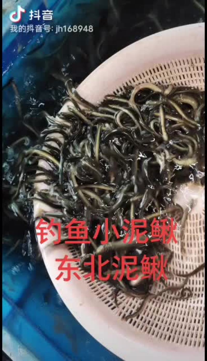 泥鳅，东北小泥鳅，金鳅，钓鱼小泥鳅，土泥鳅