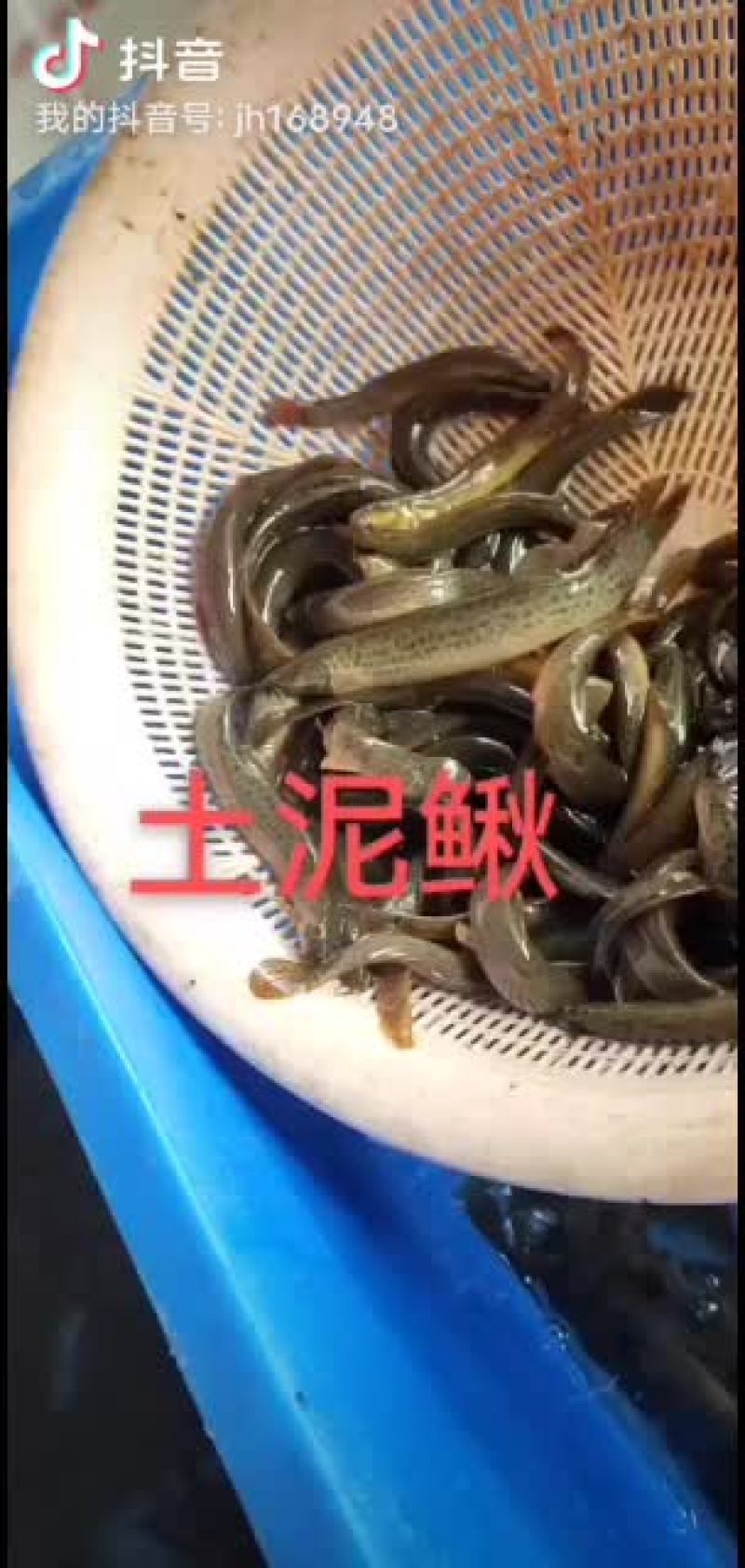 泥鳅，东北小泥鳅，金鳅，钓鱼小泥鳅，土泥鳅
