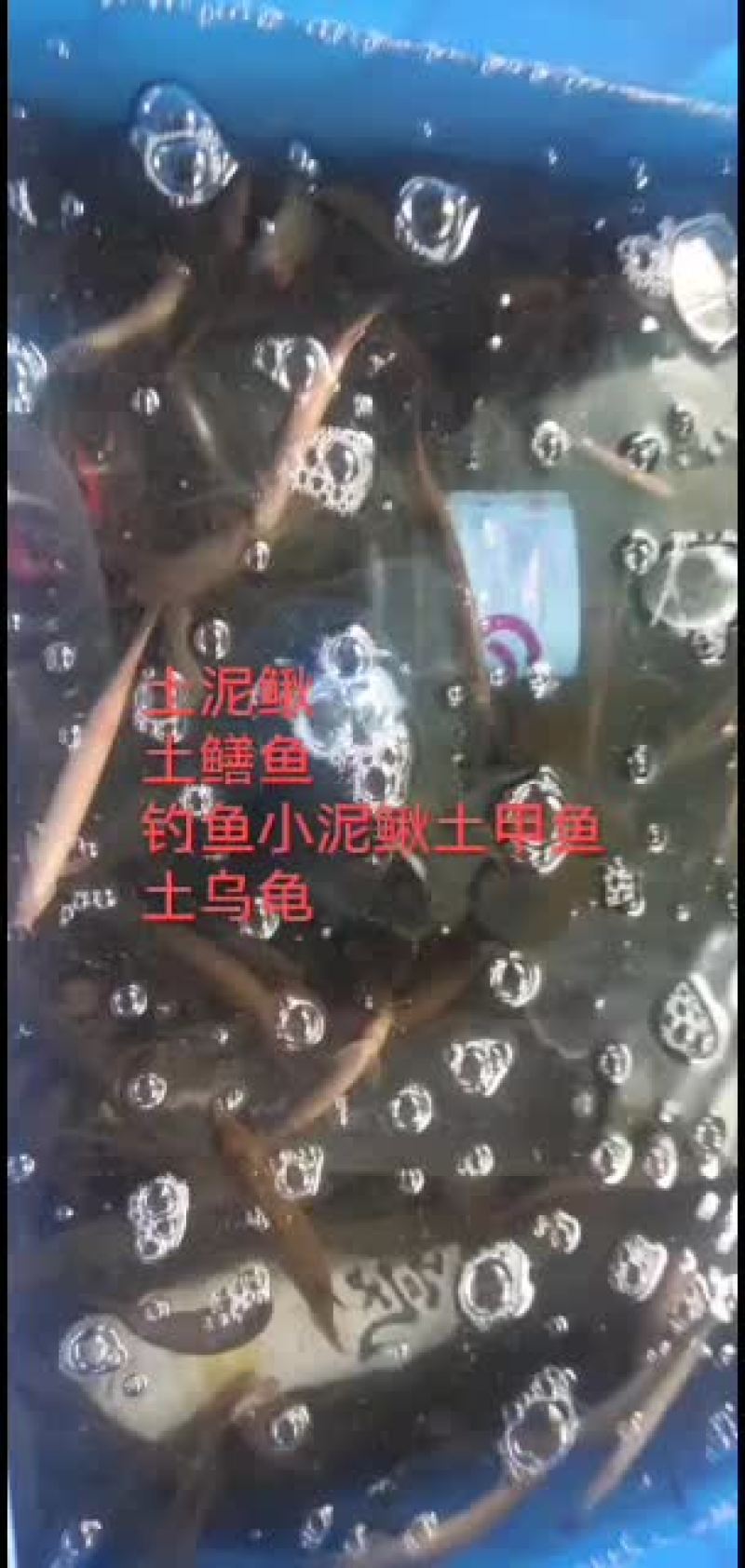 泥鳅，东北小泥鳅，金鳅，钓鱼小泥鳅，土泥鳅