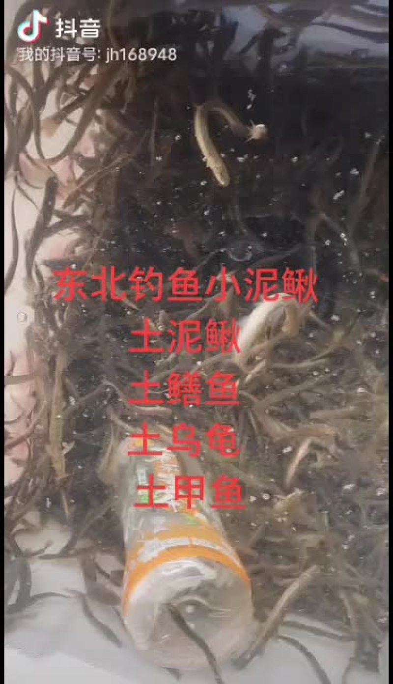 泥鳅，东北小泥鳅，金鳅，钓鱼小泥鳅，土泥鳅