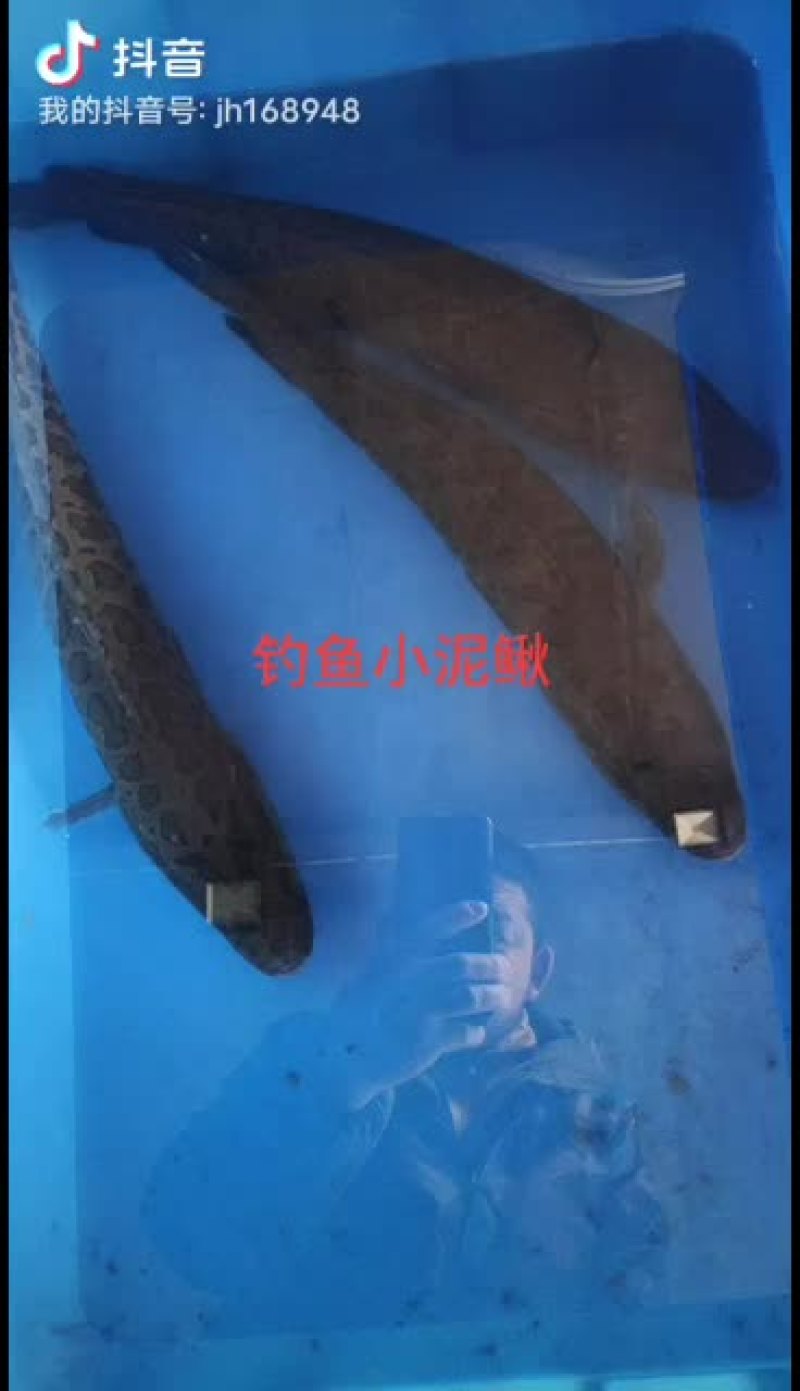 泥鳅，东北小泥鳅，金鳅，钓鱼小泥鳅，土泥鳅