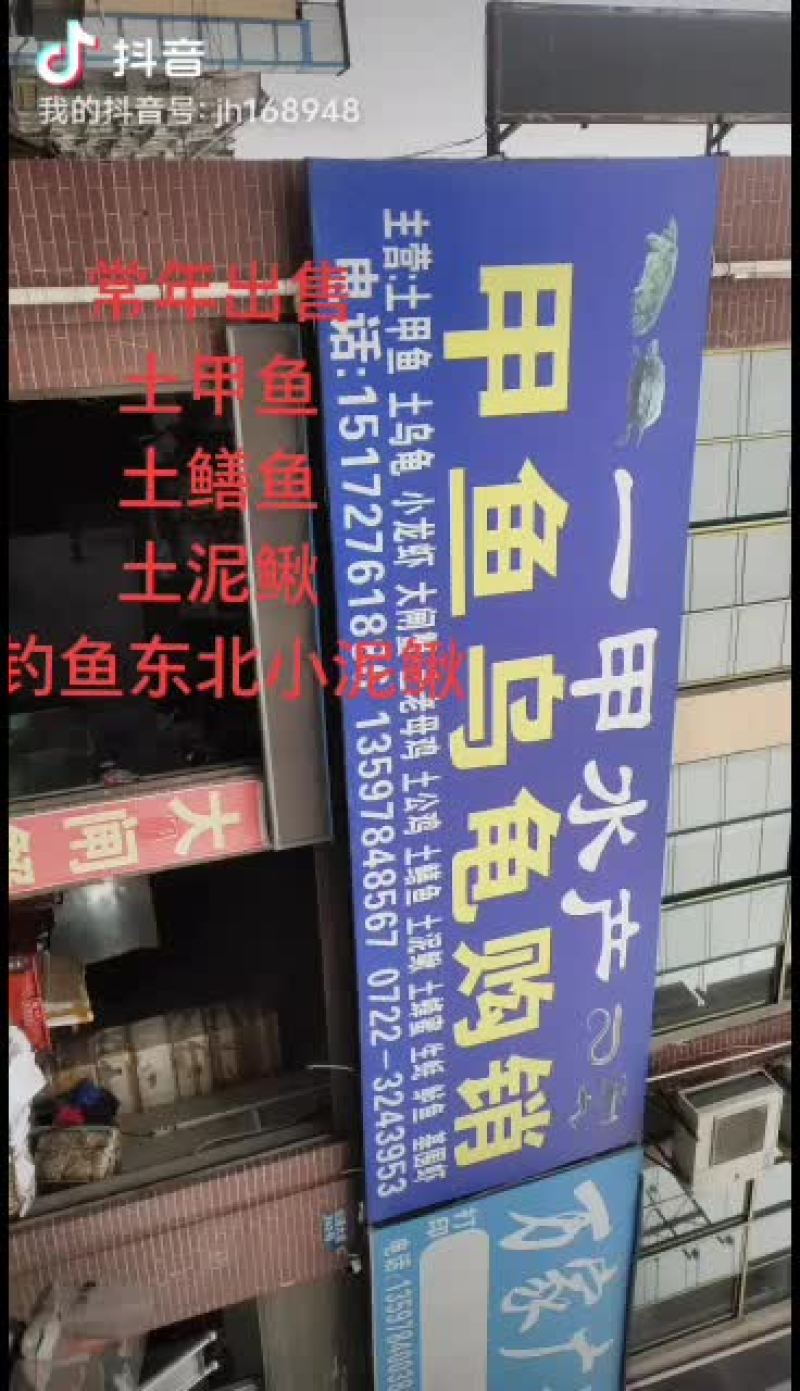 泥鳅，东北小泥鳅，金鳅，钓鱼小泥鳅，土泥鳅