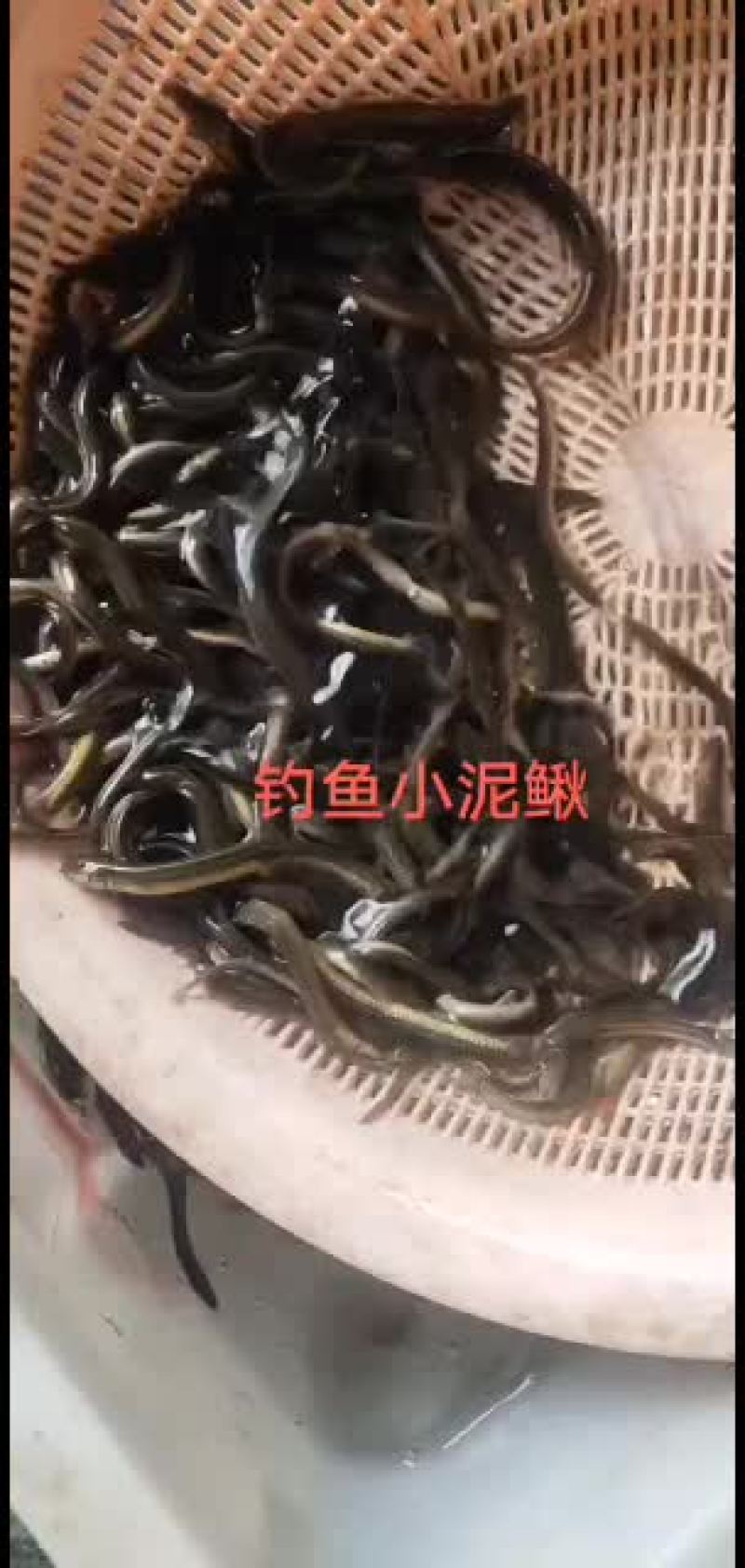 泥鳅，东北小泥鳅，金鳅，钓鱼小泥鳅，土泥鳅