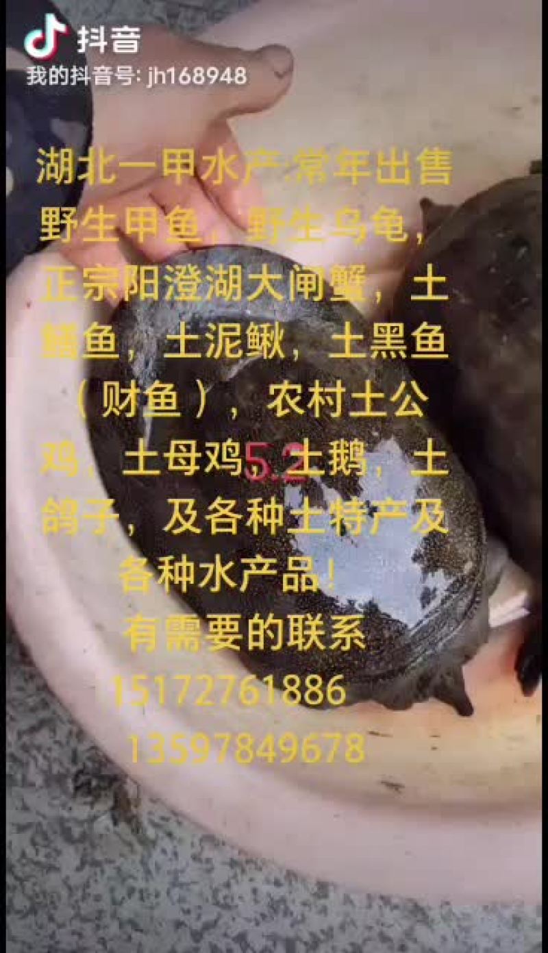 泥鳅，东北小泥鳅，金鳅，钓鱼小泥鳅，土泥鳅