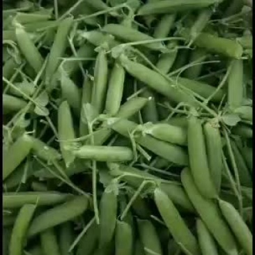 豌豆.........