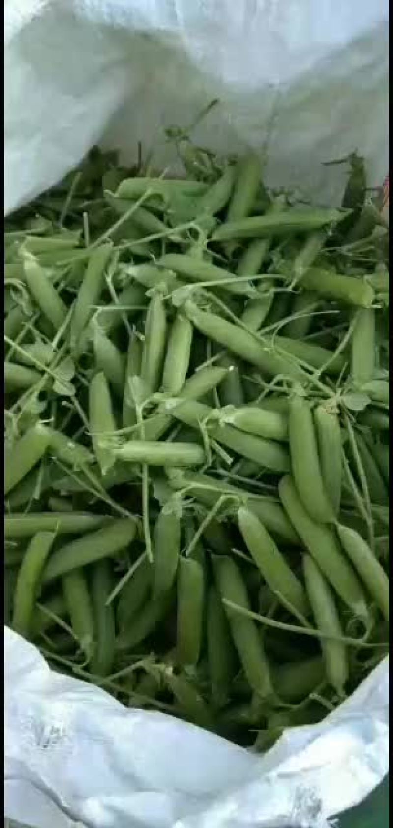 豌豆.........