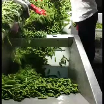 黄豆角产地直销代办批发品质价格美丽