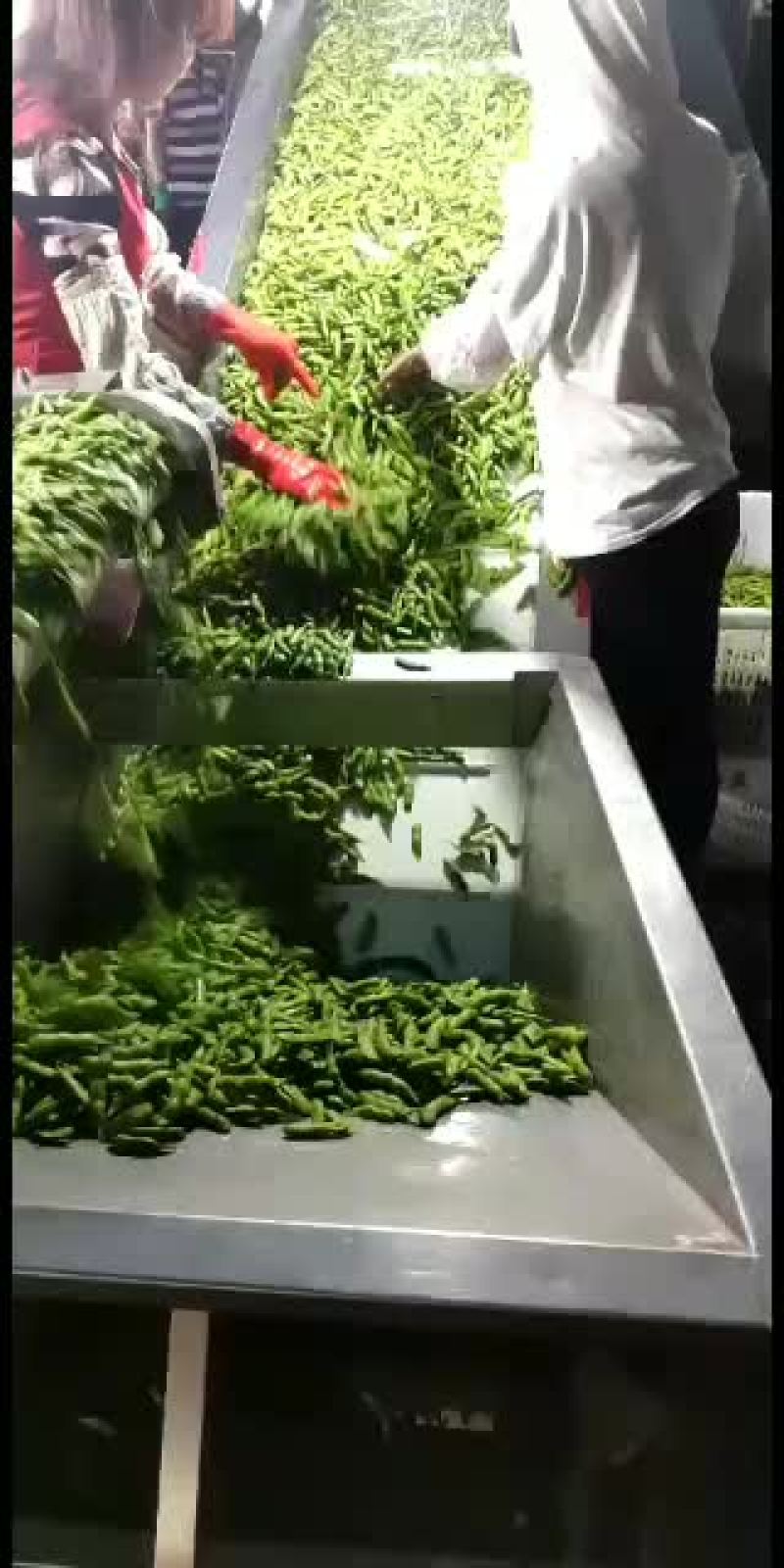 黄豆角产地直销代办批发品质价格美丽
