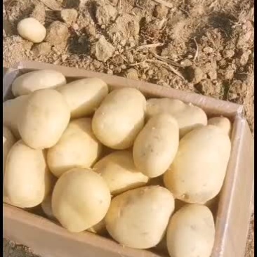 沙地土豆洋芋马铃薯