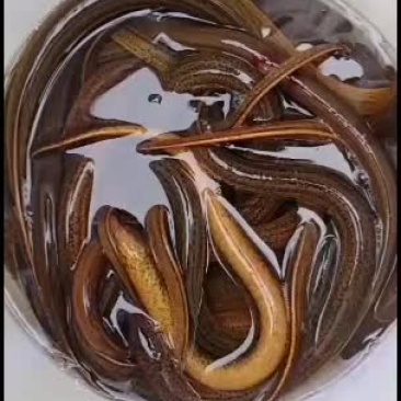 黄鳝：优品本土品种黄鳝大量有货各类水产批发