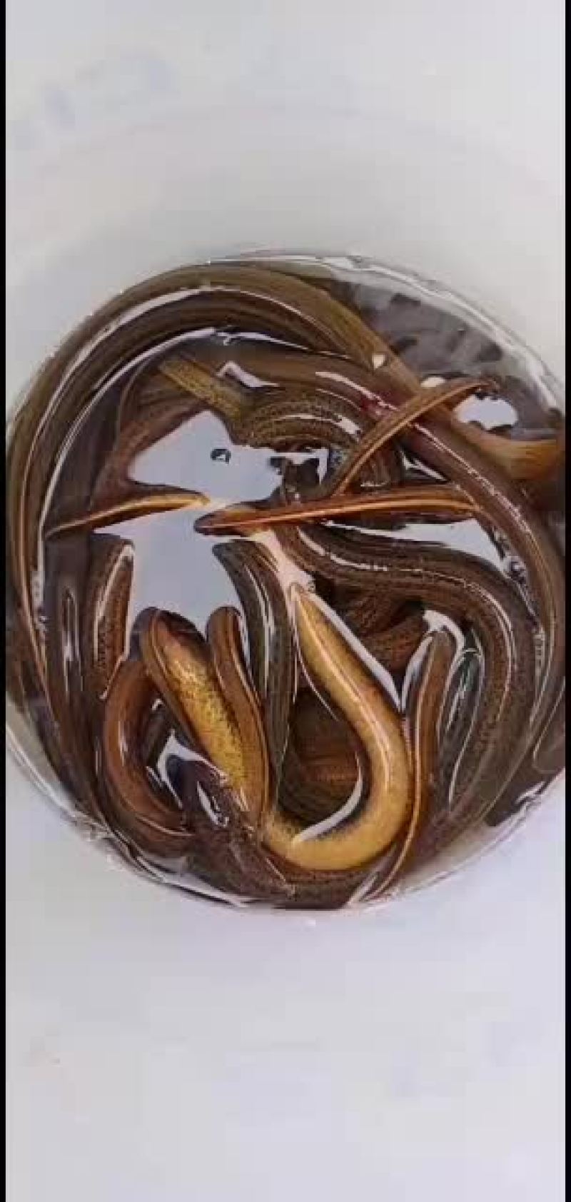 黄鳝：优品本土品种黄鳝大量有货各类水产批发