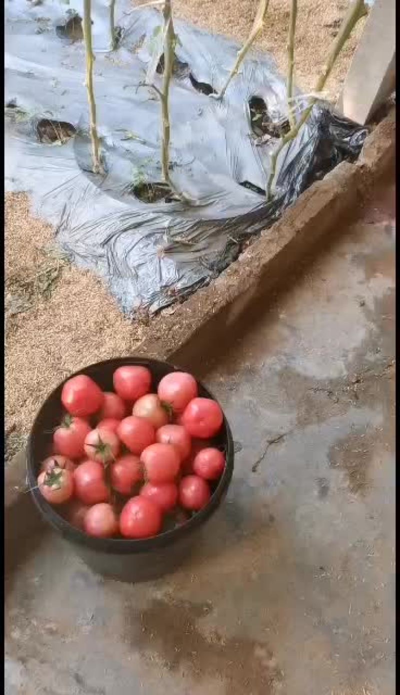 精品西红柿，口感好，适合批发，零卖