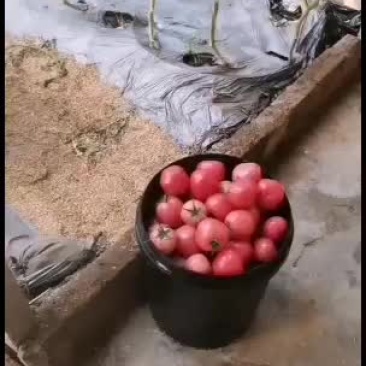 精品西红柿，口感好，适合批发，零卖